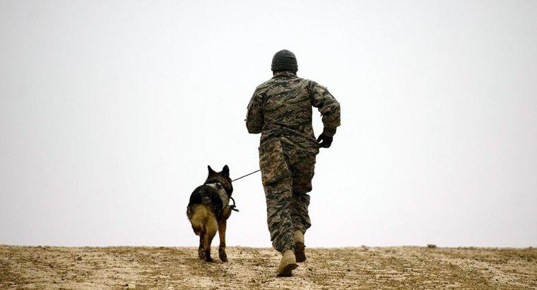 ¿Qué son las razas de perros militares?