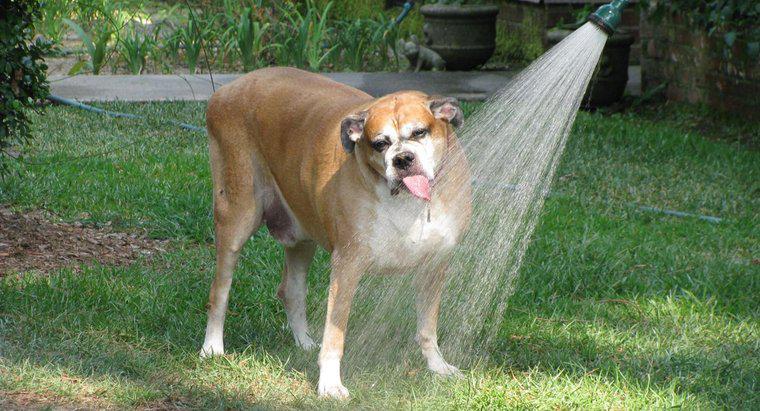 ¿Cuánto tiempo puede un perro pasar sin agua?