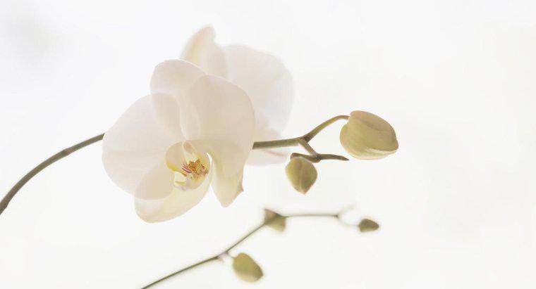 ¿Cómo puedes revivir una orquídea?