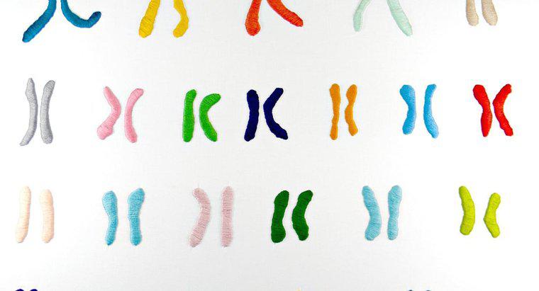 ¿Cuál es la función de los cromosomas?