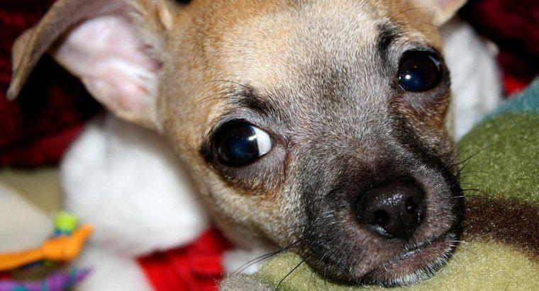 ¿Cuáles son algunos hechos comunes sobre los cachorros de Chihuahua?