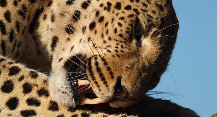 ¿Cuánto comen los leopardos en un día?