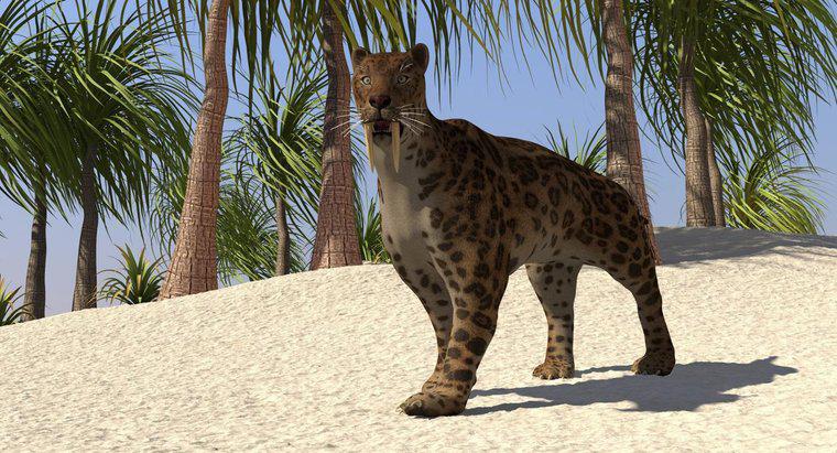 ¿Por qué se extinguió el tigre dientes de sable?
