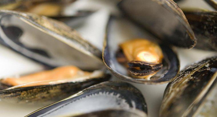 ¿Cómo saber si los mejillones son malos?