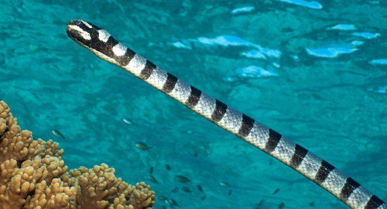 ¿Qué comen las serpientes marinas?