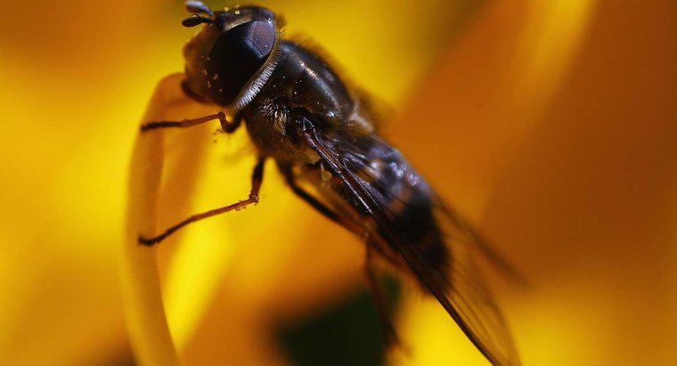 ¿Cómo mantener alejadas a las moscas cuando afuera?