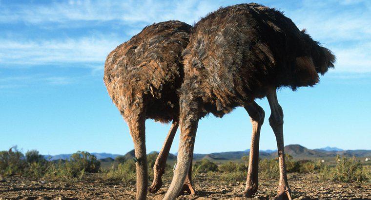 ¿Por qué los avestruces meten sus cabezas en la arena?