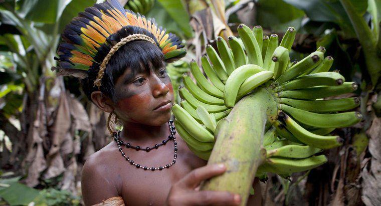 ¿Qué frutas crecen en la selva amazónica?