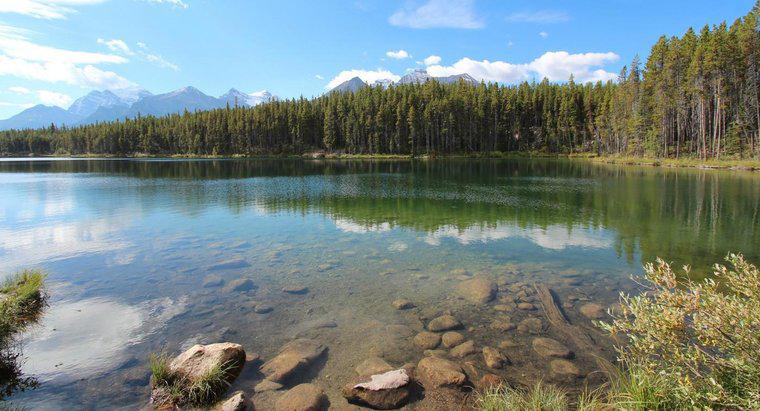 ¿Qué son los factores abióticos y bióticos en los lagos?