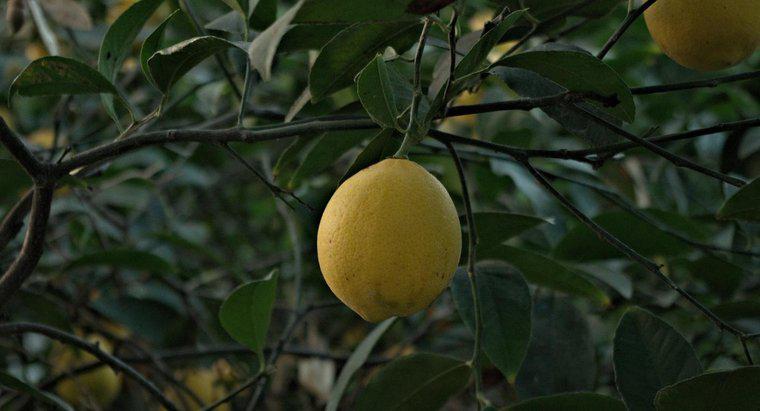 ¿Cuánto tiempo tarda un árbol de limón en crecer y dar frutos?
