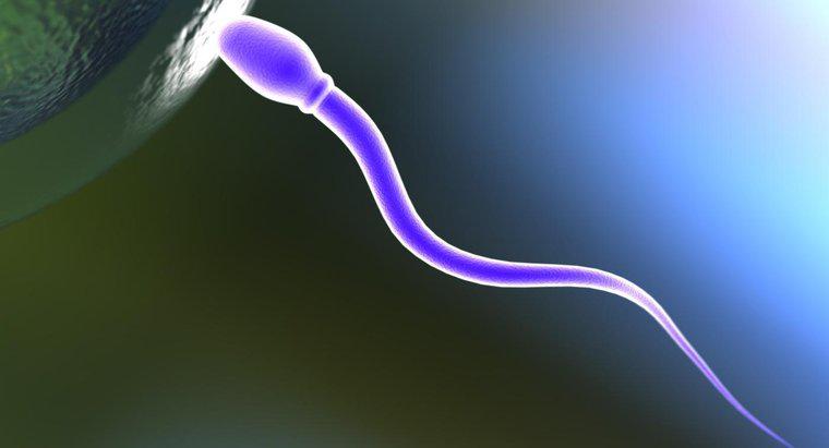 ¿Qué hace una célula de esperma?