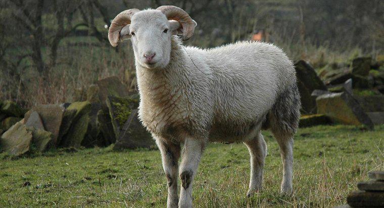 ¿Qué sonido hace una oveja?