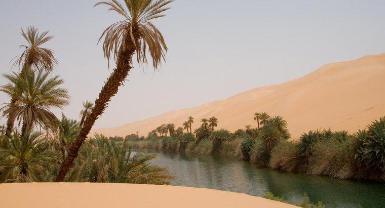 ¿Cómo encuentras agua si estás varado en el desierto?
