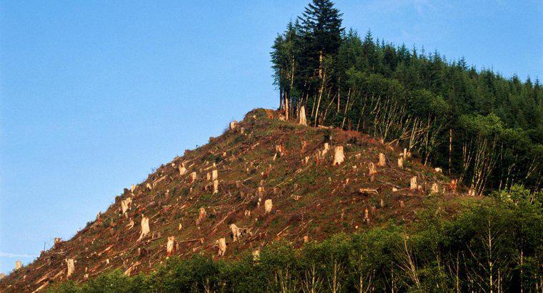 ¿Cuáles son algunas desventajas de la deforestación?