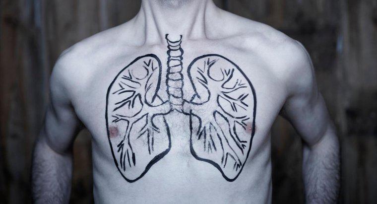 ¿Puede la gente vivir con un solo pulmón?
