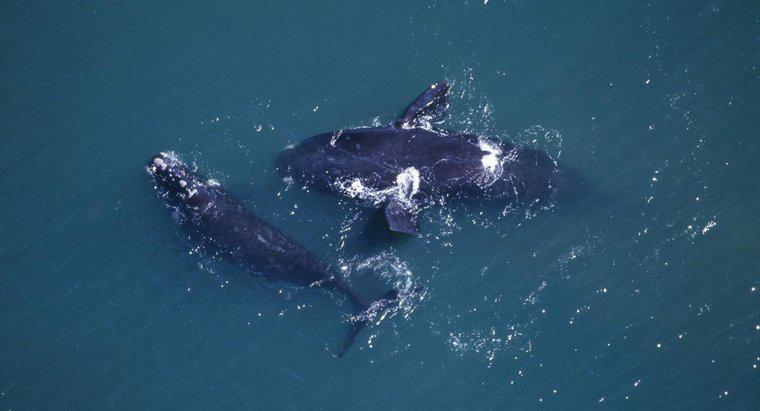 ¿Las ballenas se aparean de por vida?