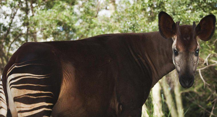 ¿Qué come el Okapi?