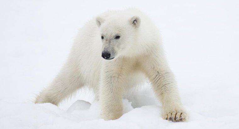 ¿Qué animales se encuentran en la región polar?