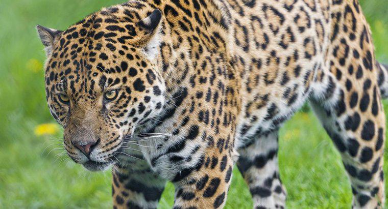 ¿En qué bosques tropicales viven los jaguares?