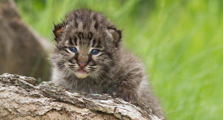 ¿Es legal mantener a los gatos monteses como mascotas?
