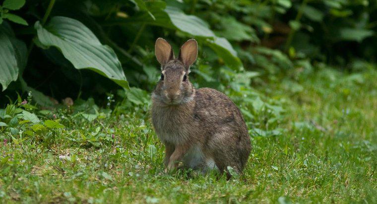 ¿Cómo se adaptan los conejos a su hábitat?
