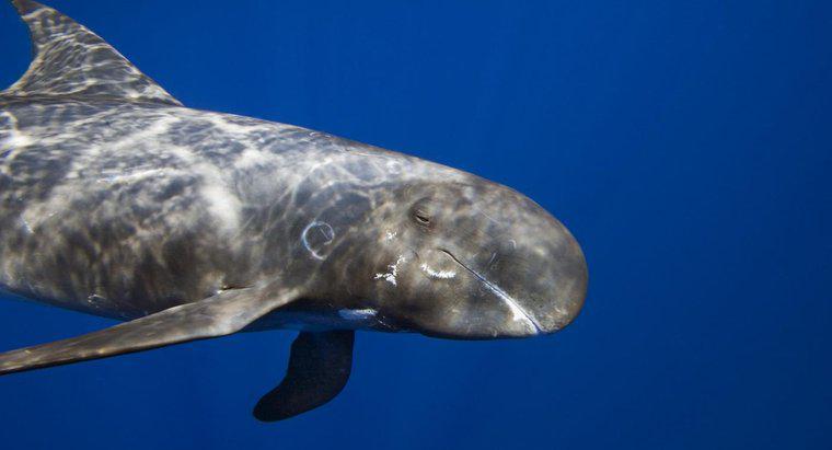 ¿Cómo se ven los ojos de una ballena asesina?