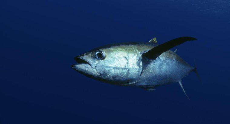 ¿Qué es el atún ahi?