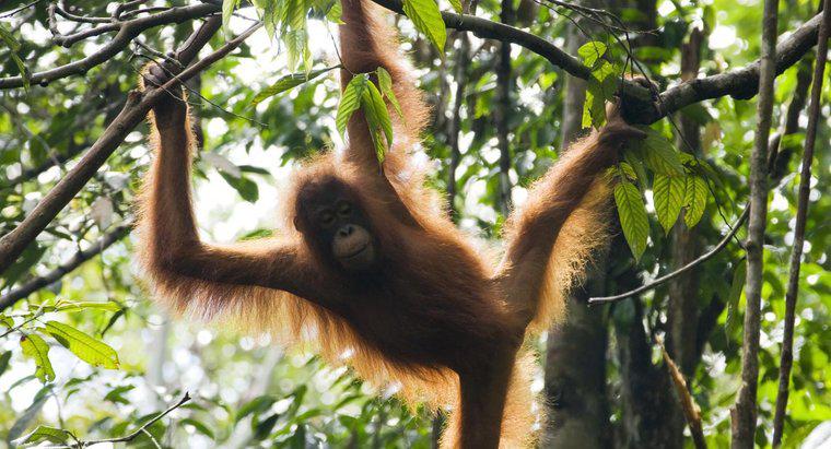 ¿Cómo se protegen los orangutanes a sí mismos?