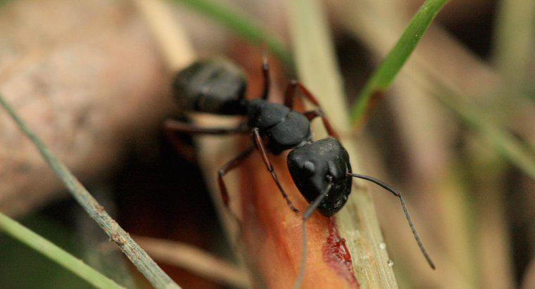 ¿Cómo se llaman las pequeñas hormigas negras?