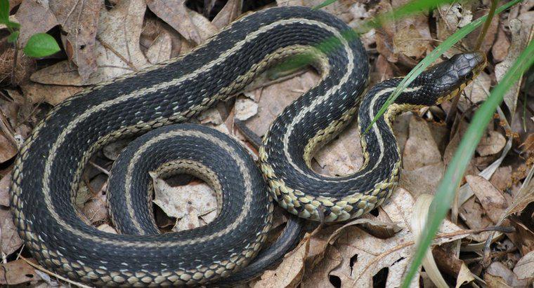 ¿Cuál es el ciclo de vida de una serpiente?