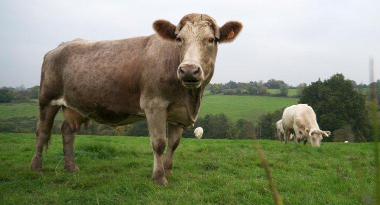 ¿Cuáles son las características de una vaca?