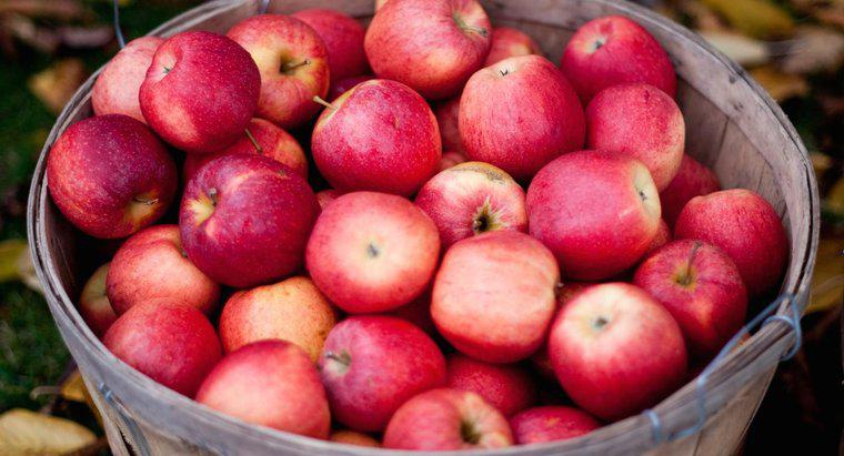 ¿Cuántas manzanas se necesitan para crear 1 galón de sidra de manzana?