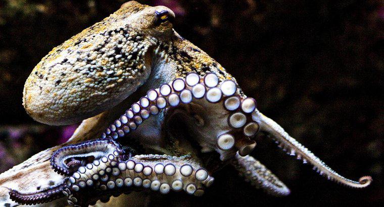 ¿Qué es más inteligente, un calamar o un pulpo?