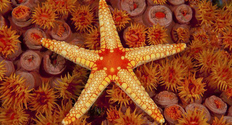 ¿Qué adaptaciones exhiben las estrellas de mar?