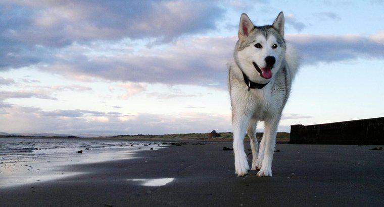 ¿Cuáles son algunos hechos sobre los perros esquimales siberianos?