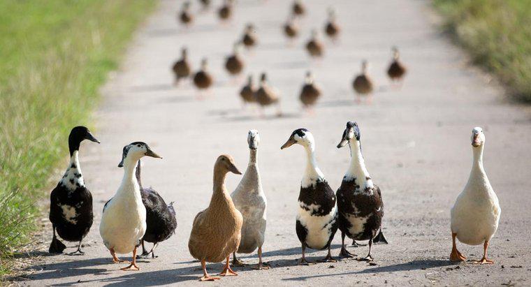 ¿Cuál es la diferencia entre patos y gansos?