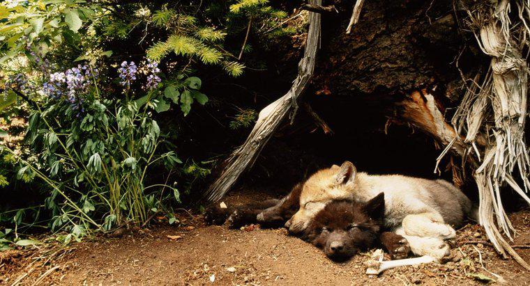 ¿Dónde duermen los lobos?