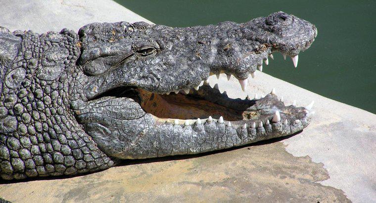 ¿Qué tan grande es la boca de un cocodrilo?