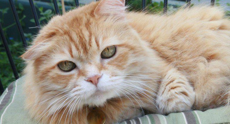 ¿Qué tan raros son los gatos hembras de color naranja?