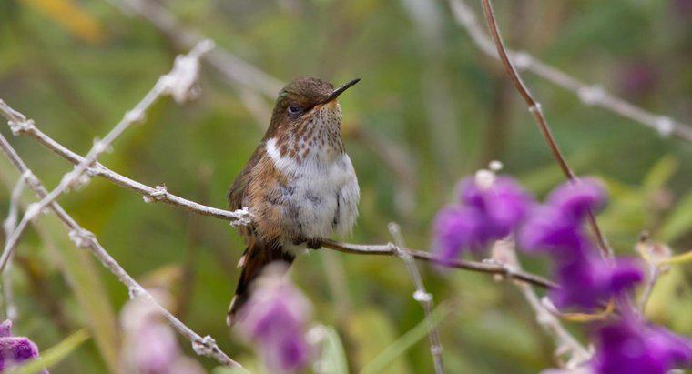 ¿Cuándo migran los colibríes?