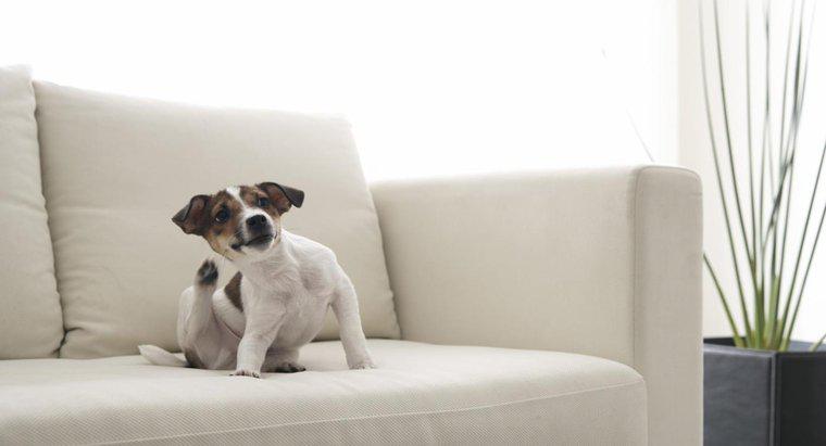 ¿Cuánto tiempo viven las pulgas de perro en el hogar?