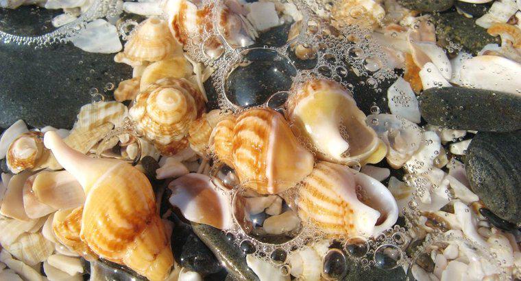 ¿Cuáles son las mejores playas para la recolección de conchas marinas?