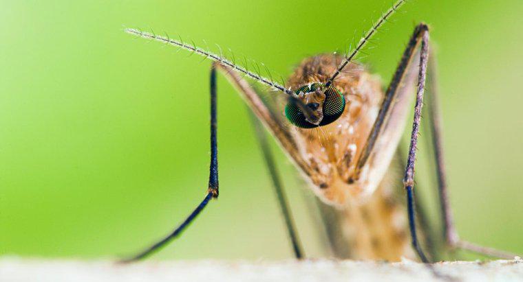 ¿Qué hace el mosquito macho?