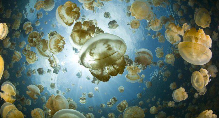 ¿Qué tipo de alimentos comen las medusas?