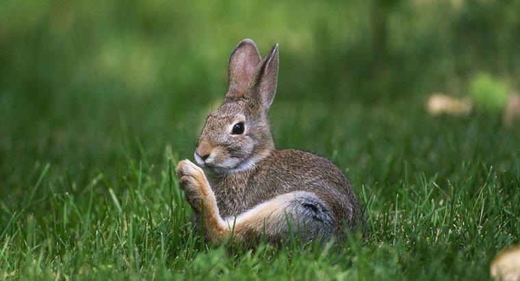 ¿Por qué los conejos golpean?