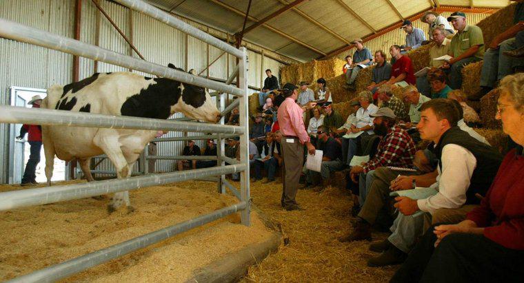 ¿Es el ganado lo único que se vende en un granero de venta de ganado?