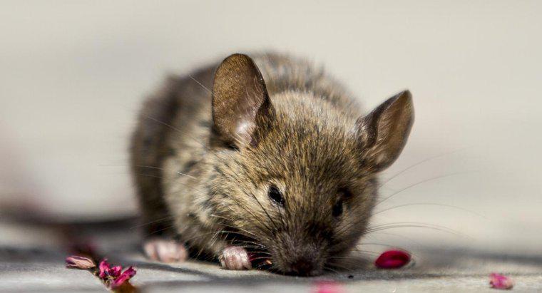 ¿Cómo se puede usar aceite de menta para eliminar los ratones de una casa?