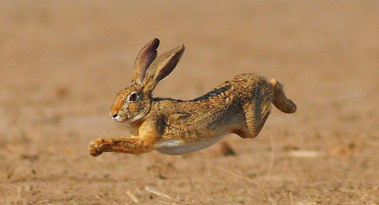 ¿Cómo se mueven los conejos?