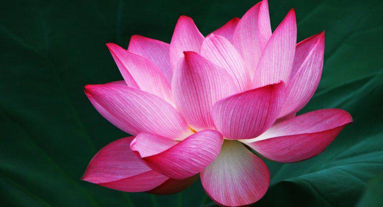 ¿Qué simboliza la flor de loto?