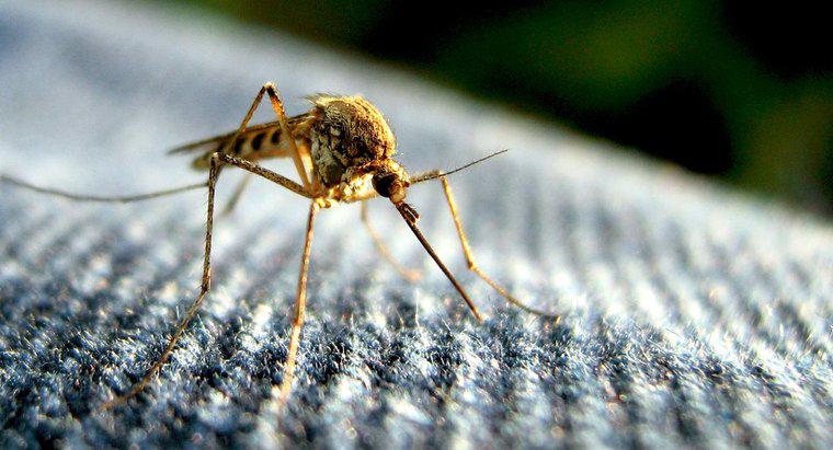 ¿Cuál es la vida útil de un mosquito?